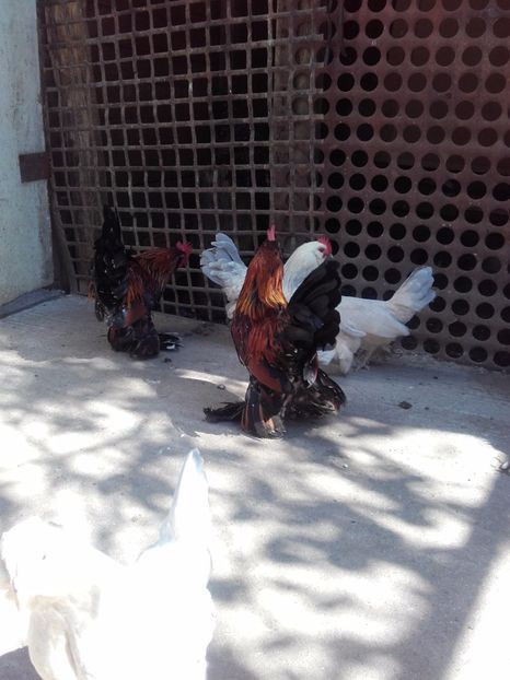  - DE VANZARE COCOSI MII DE FLORI PORTELAN BARBOSI 2017