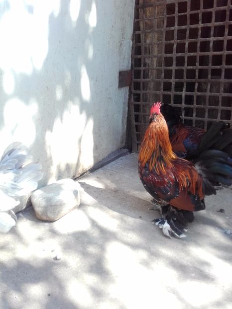  - DE VANZARE COCOSI MII DE FLORI PORTELAN BARBOSI 2017