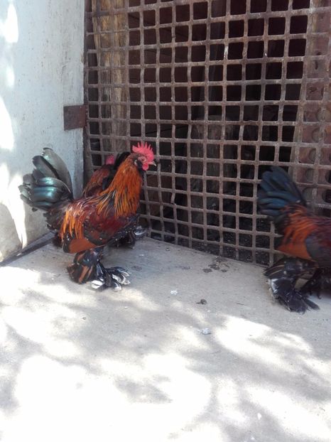  - DE VANZARE COCOSI MII DE FLORI PORTELAN BARBOSI 2017