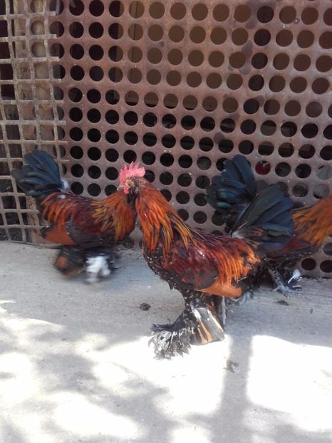  - DE VANZARE COCOSI MII DE FLORI PORTELAN BARBOSI 2017