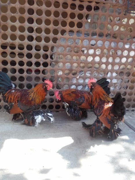  - DE VANZARE COCOSI MII DE FLORI PORTELAN BARBOSI 2017