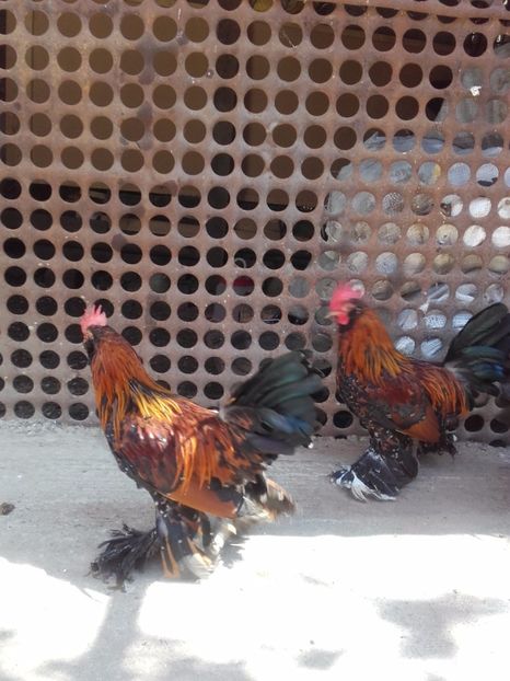  - DE VANZARE COCOSI MII DE FLORI PORTELAN BARBOSI 2017