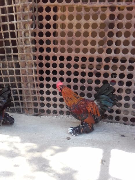  - DE VANZARE COCOSI MII DE FLORI PORTELAN BARBOSI 2017