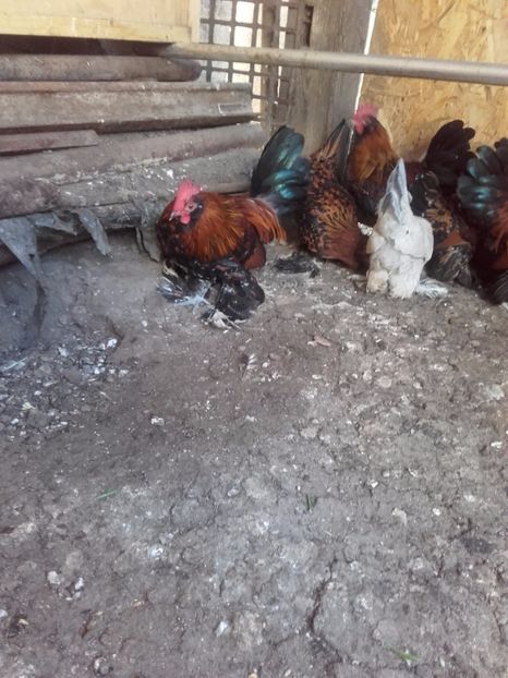  - DE VANZARE COCOSI MII DE FLORI PORTELAN BARBOSI 2017