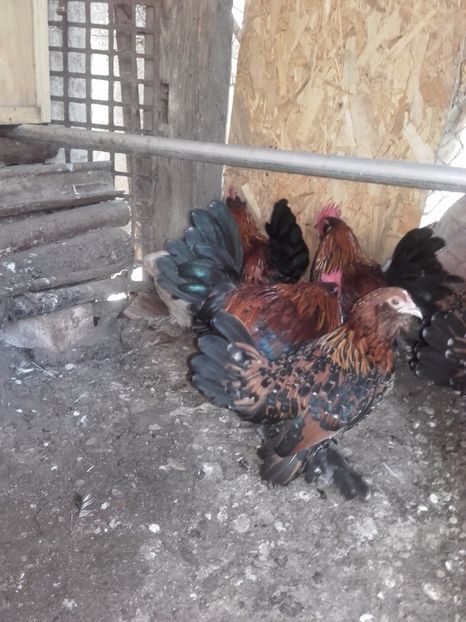  - DE VANZARE COCOSI MII DE FLORI PORTELAN BARBOSI 2017