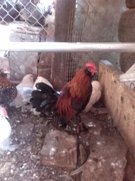  - DE VANZARE COCOSI MII DE FLORI PORTELAN BARBOSI 2017