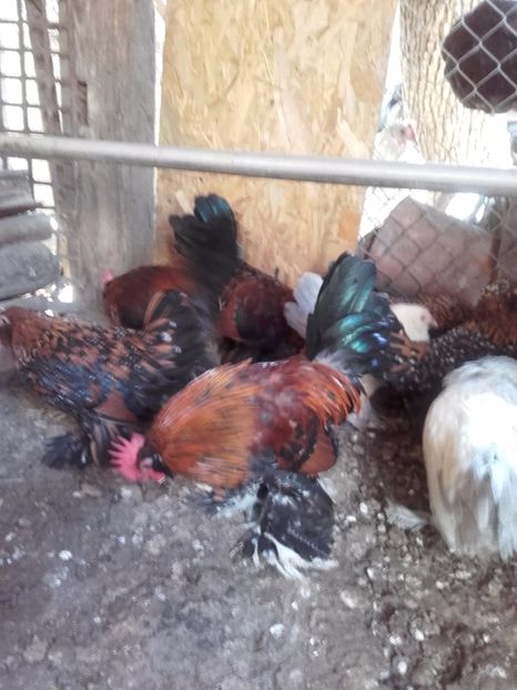  - DE VANZARE COCOSI MII DE FLORI PORTELAN BARBOSI 2017