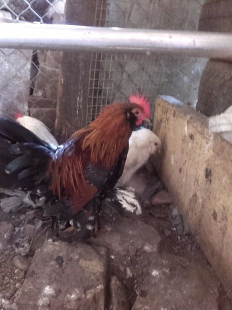  - DE VANZARE COCOSI MII DE FLORI PORTELAN BARBOSI 2017