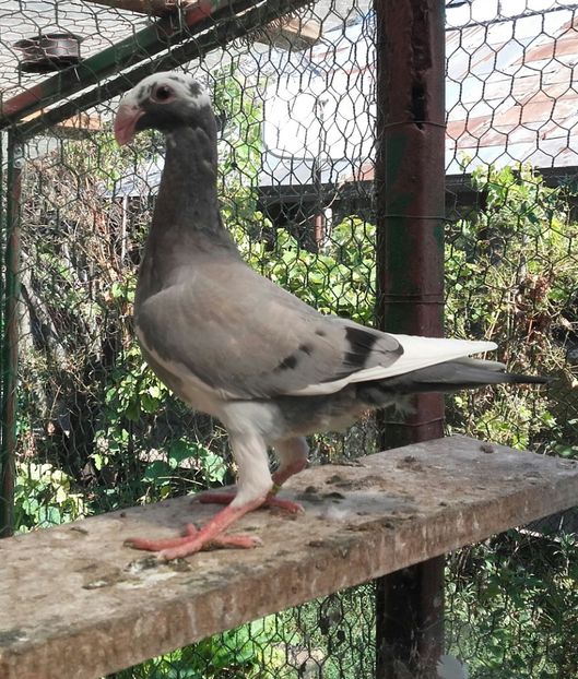 20170824_104533-1 - Pui 2017