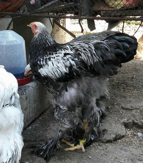  - a__Pui si tineret brahma 2017