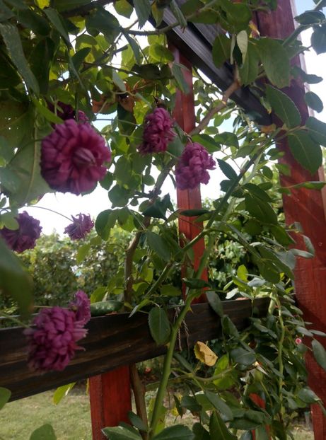 24 august 2017 - clematis 2017