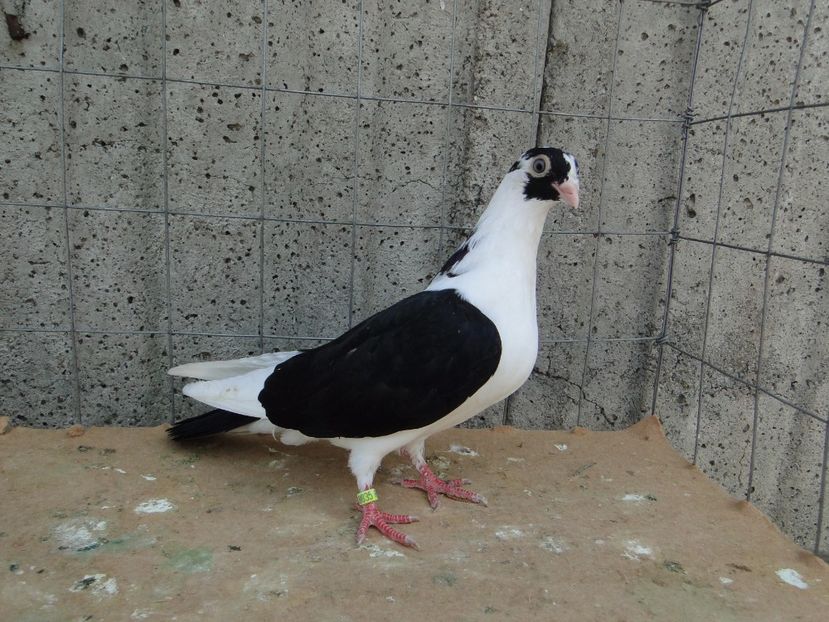  - porumbei care mi-au apartinut