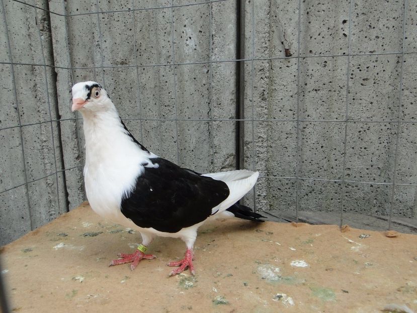  - porumbei care mi-au apartinut