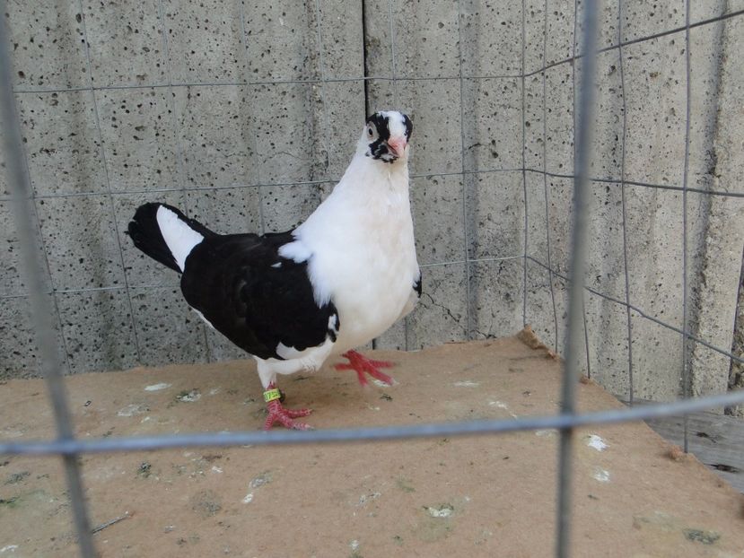  - porumbei care mi-au apartinut