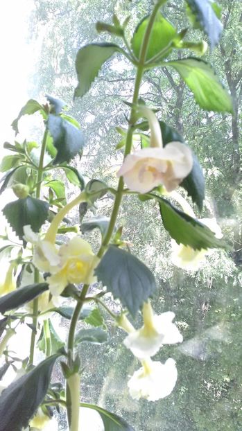 P_20170824_124942 - Achimenes