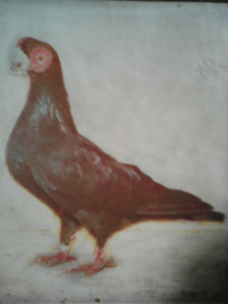 Aceasta linie de Berberi agreez - Vind Schimb Cumpar Donez