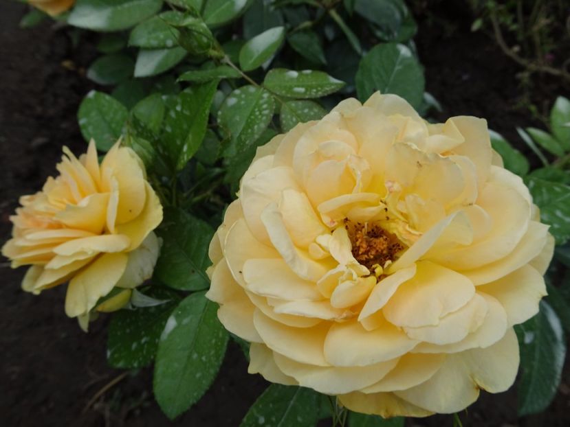 Berstein Rose - SFARSIT DE AUGUST