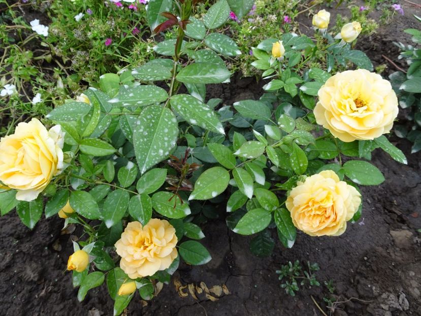 Berstein Rose - SFARSIT DE AUGUST