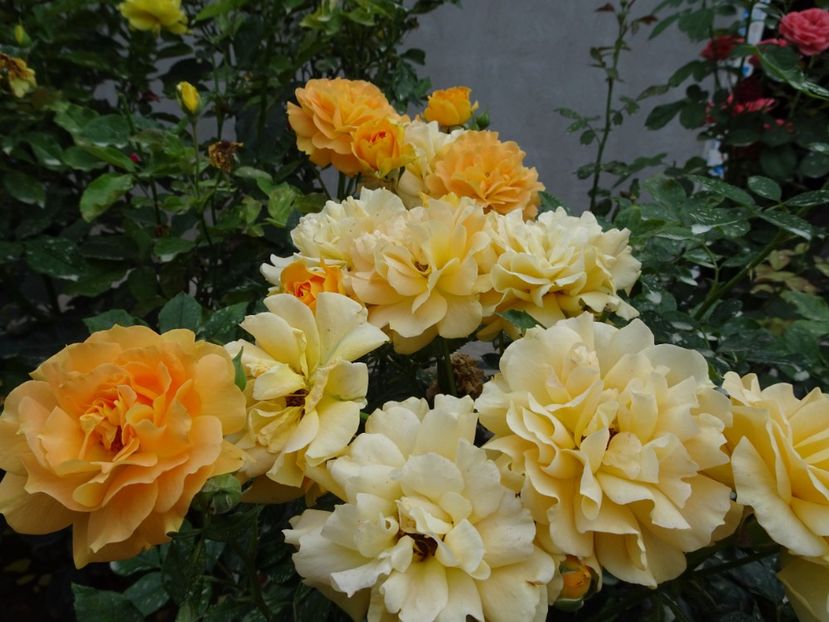 Goldelse - SFARSIT DE AUGUST