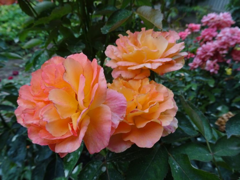 Mein Munchen - SFARSIT DE AUGUST