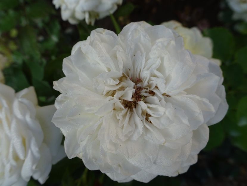 Ledreborg Castle - SFARSIT DE AUGUST