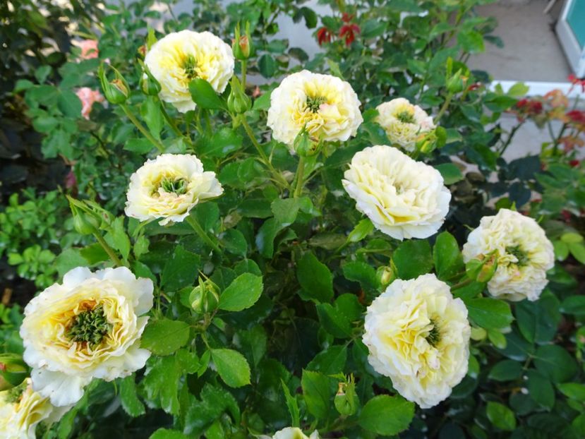 The Sun and the Heart - SFARSIT DE AUGUST