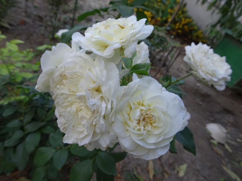 Lady Romantica - SFARSIT DE AUGUST