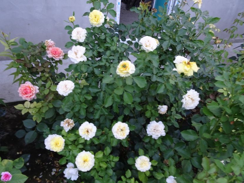 The Sun and the Heart - SFARSIT DE AUGUST