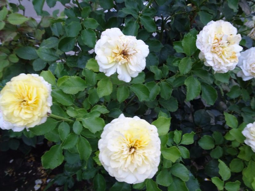 The Sun and the Heart - SFARSIT DE AUGUST