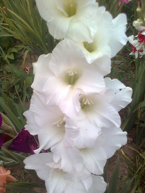 White prosperity v2 - GLADIOLE - 2014 - 2017