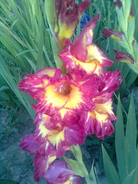 Dynamite - GLADIOLE - 2014 - 2017