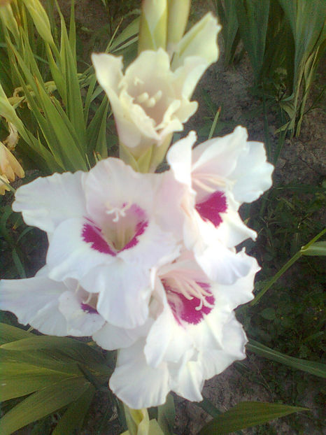  - GLADIOLE - 2014 - 2017