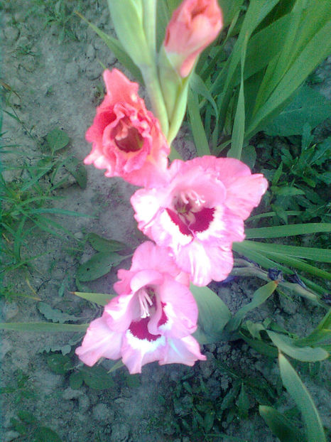 Wine and roses - GLADIOLE - 2014 - 2017