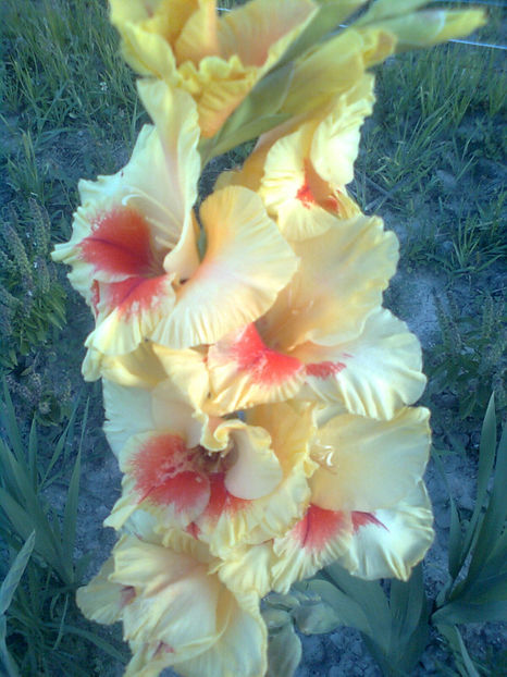 Jester - GLADIOLE - 2014 - 2017