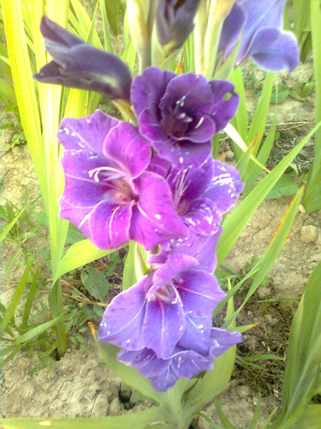 Violetta v2 - GLADIOLE - 2014 - 2017