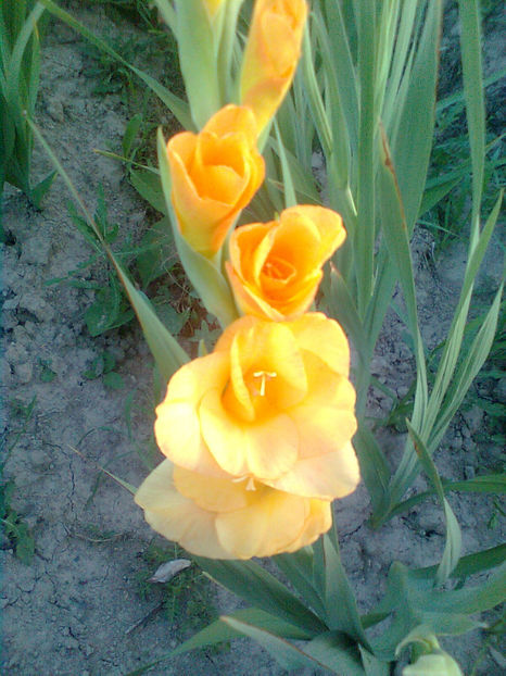 Ovatie - GLADIOLE - 2014 - 2017