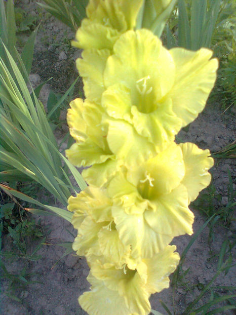 Green star v2 - GLADIOLE - 2014 - 2017