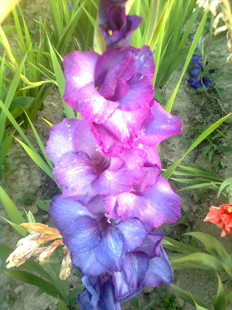 Blue isle - GLADIOLE - 2014 - 2017