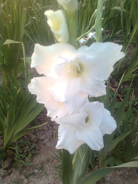  - GLADIOLE - 2014 - 2017