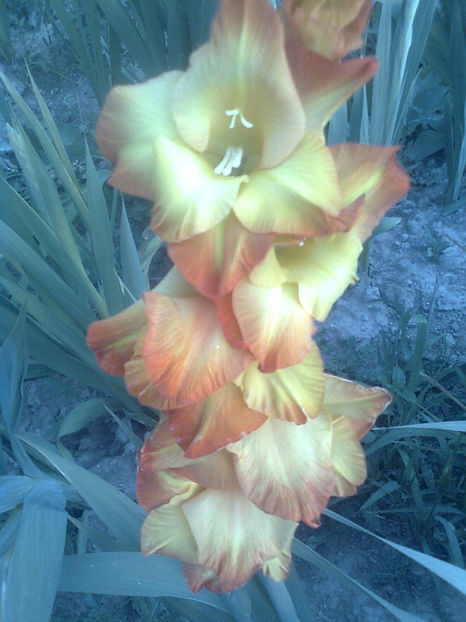 Far west - GLADIOLE - 2014 - 2017