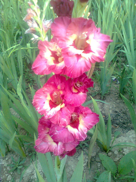 Vandolha - GLADIOLE - 2014 - 2017