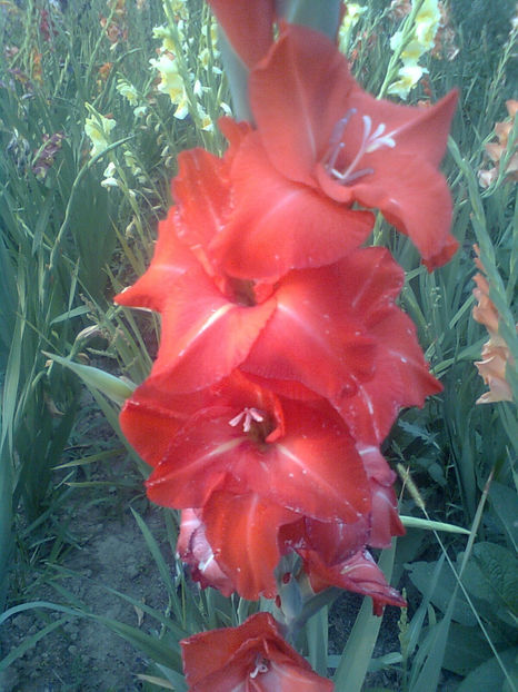  - GLADIOLE - 2014 - 2017