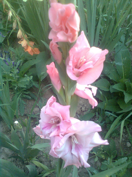 Video v2 - GLADIOLE - 2014 - 2017