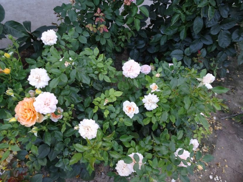 Garden of Roses - SFARSIT DE AUGUST