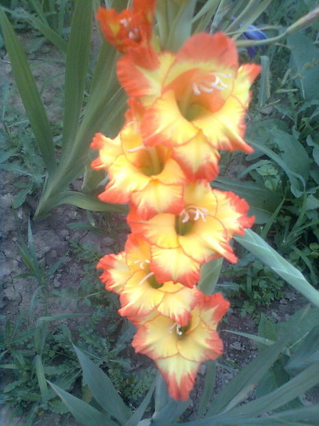 Princess Margaret Rose v2 - GLADIOLE - 2014 - 2017