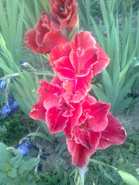 After shock - GLADIOLE - 2014 - 2017