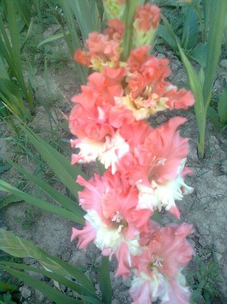 Frizzeld coral lace - GLADIOLE - 2014 - 2017