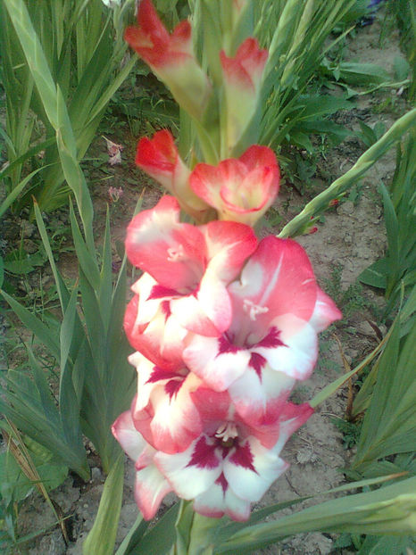  - GLADIOLE - 2014 - 2017