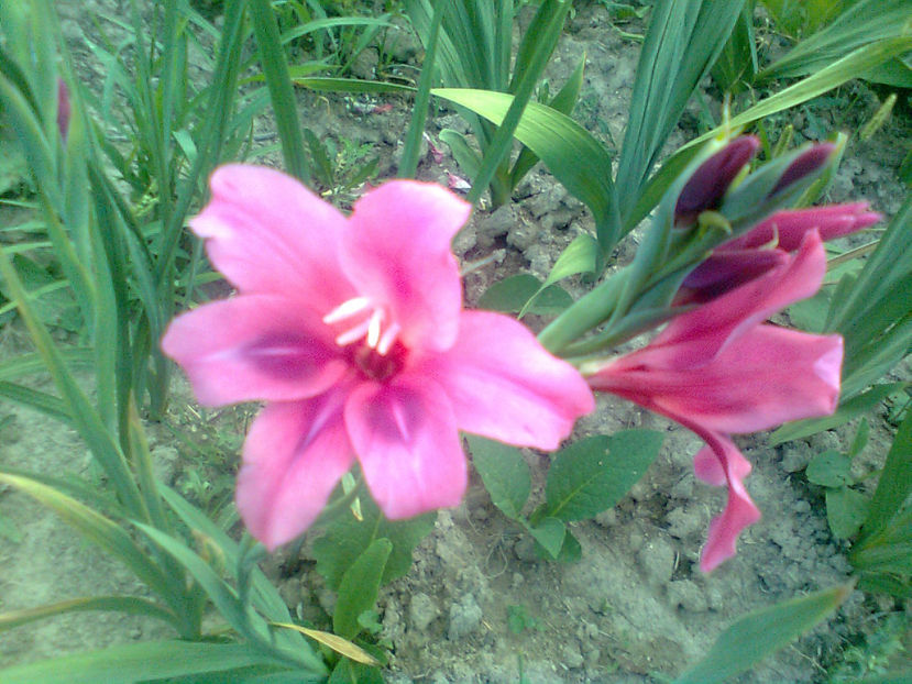  - GLADIOLE - 2014 - 2017