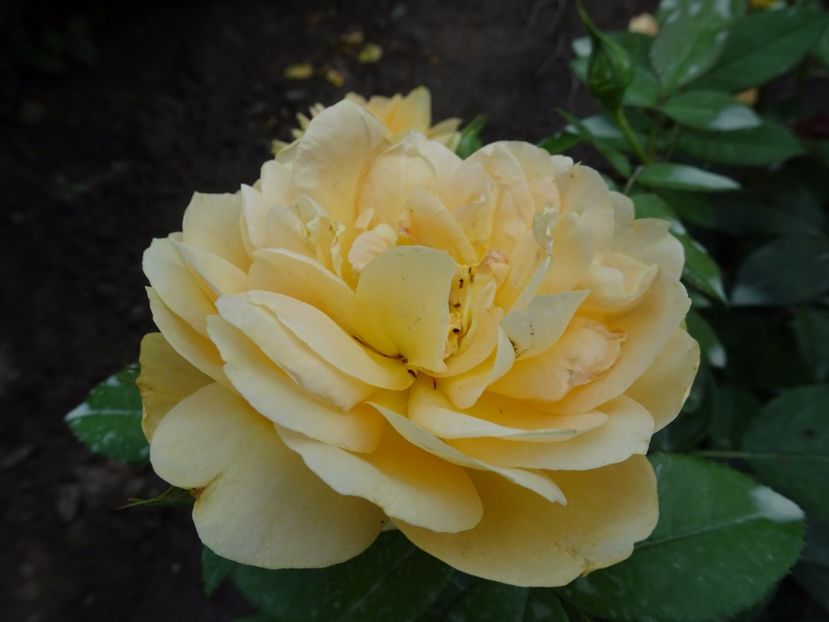 Irish Hope - SFARSIT DE AUGUST